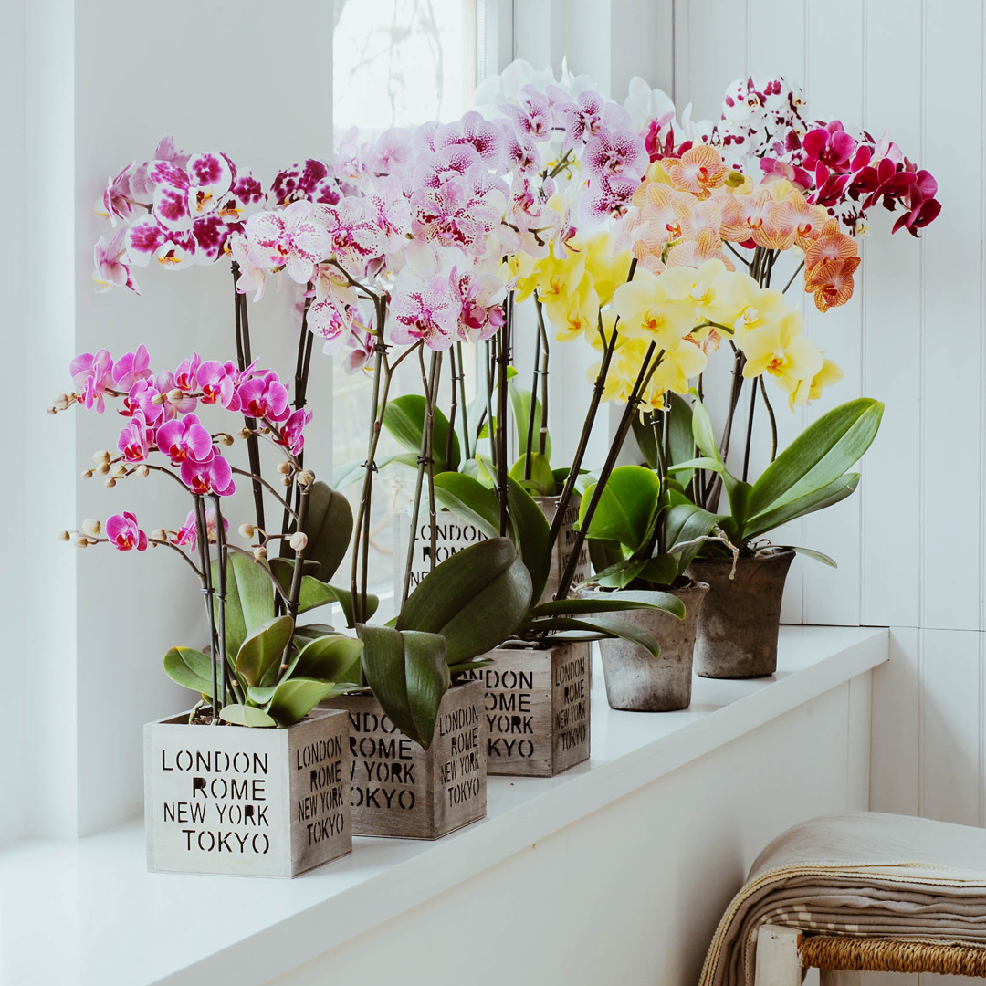 Beautiful orchids in the interior