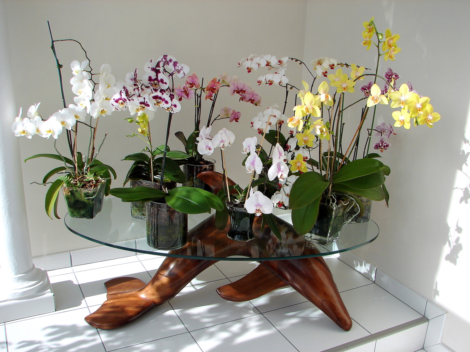 Beautiful orchids in the interior