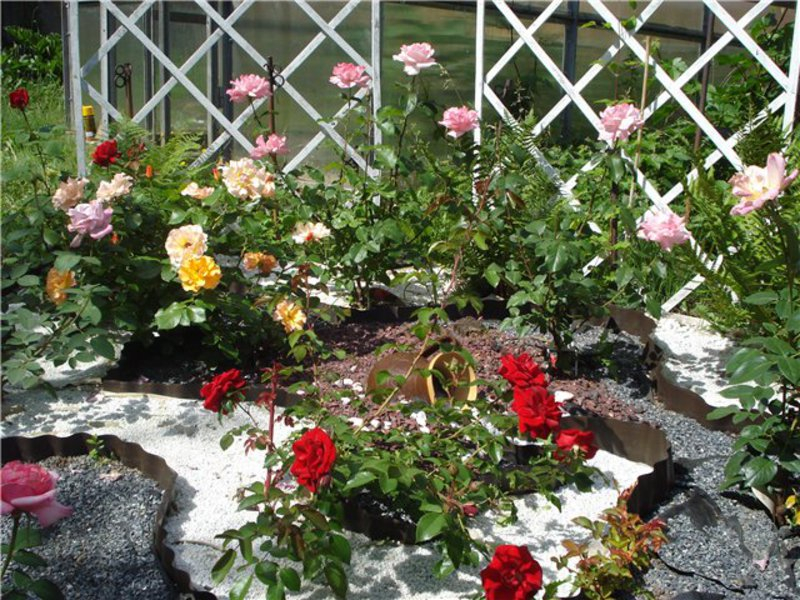 5 beautiful rose ideas for the garden