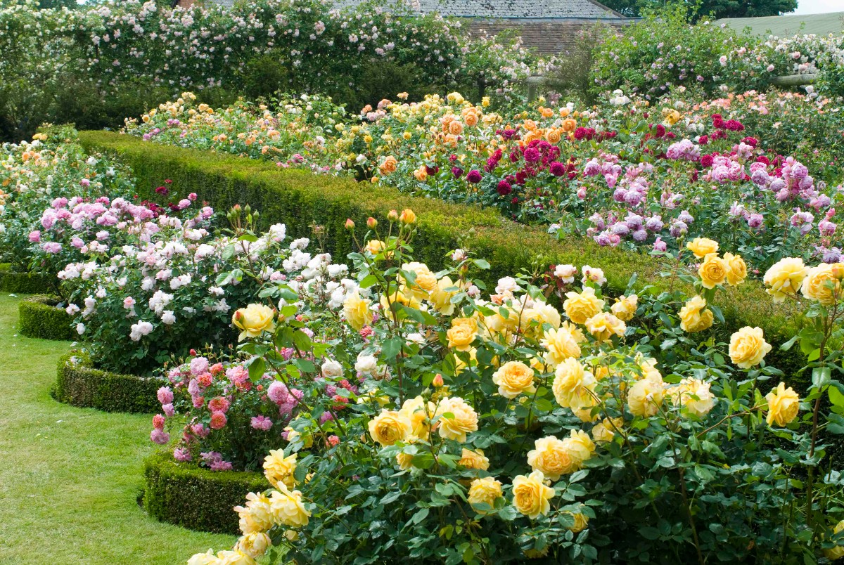 5 beautiful rose ideas for the garden