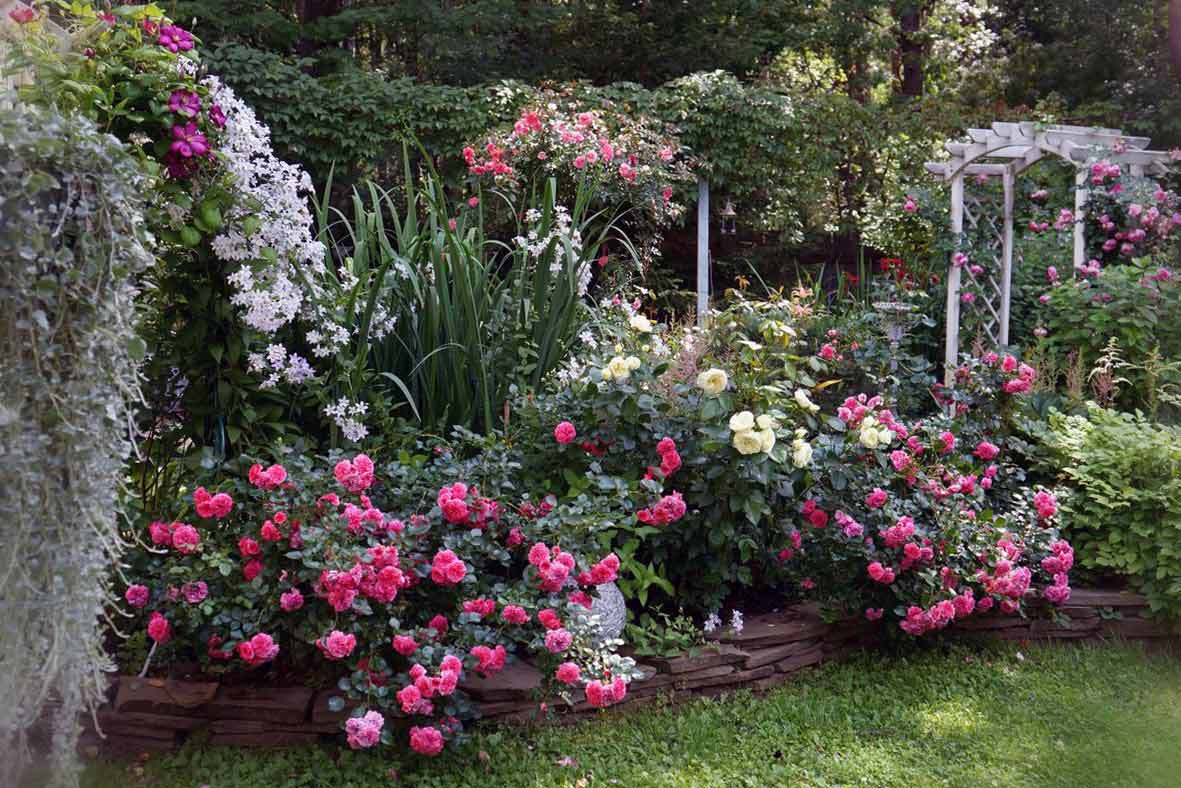 How to decorate a plot with roses-the main options