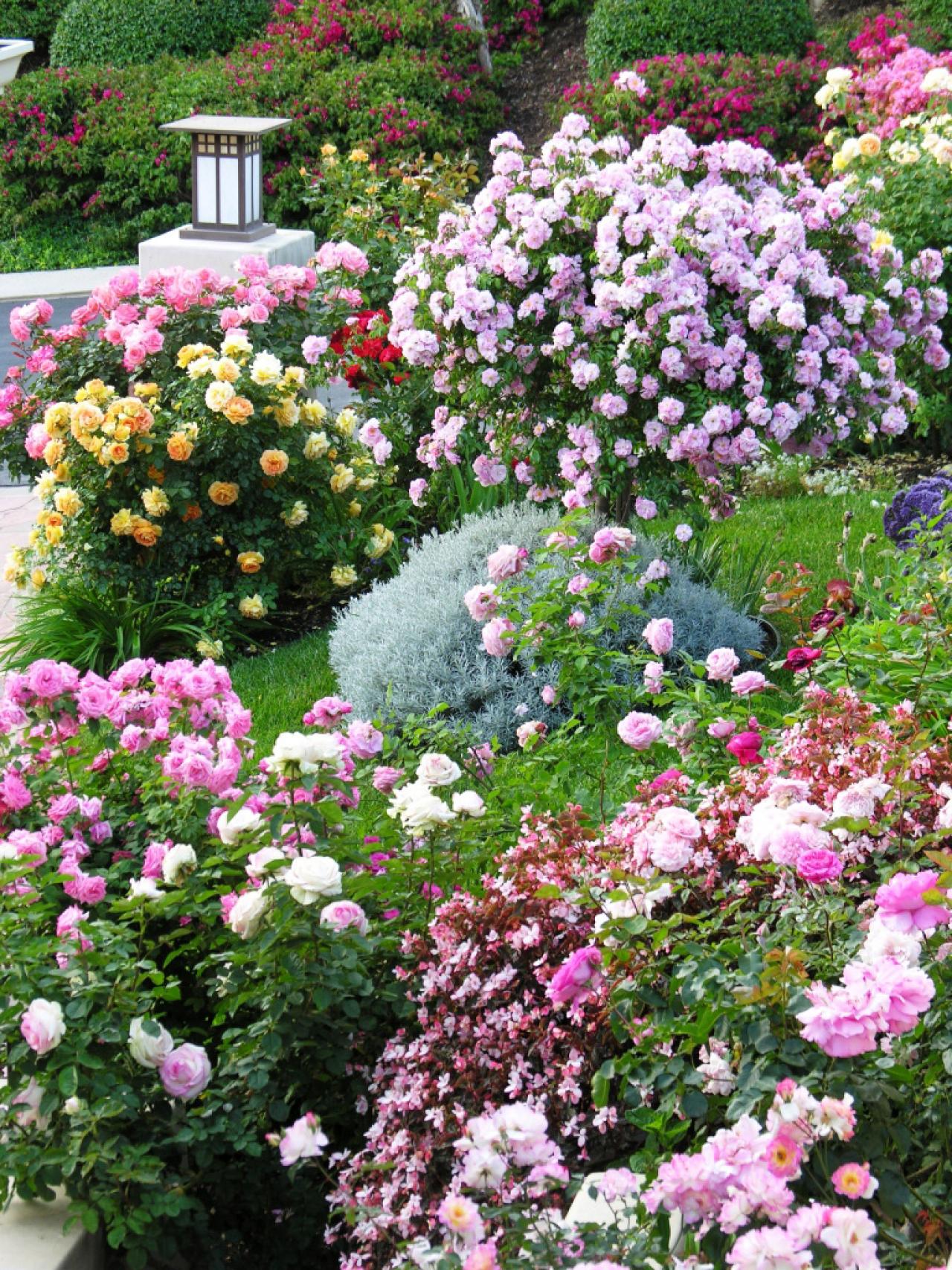 How to decorate a plot with roses-the main options