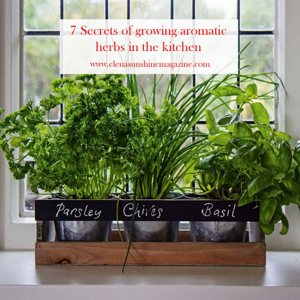 7 Secrets of growing aromatic herbs in the kitchen