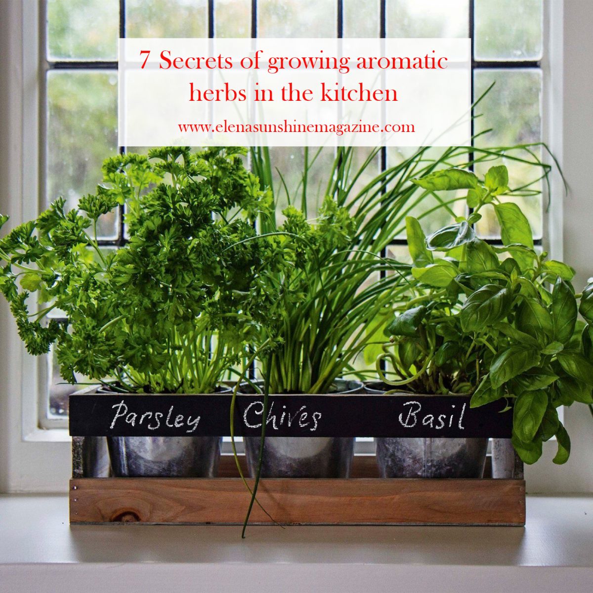 7 Secrets of growing aromatic herbs in the kitchen Elena Sunshine