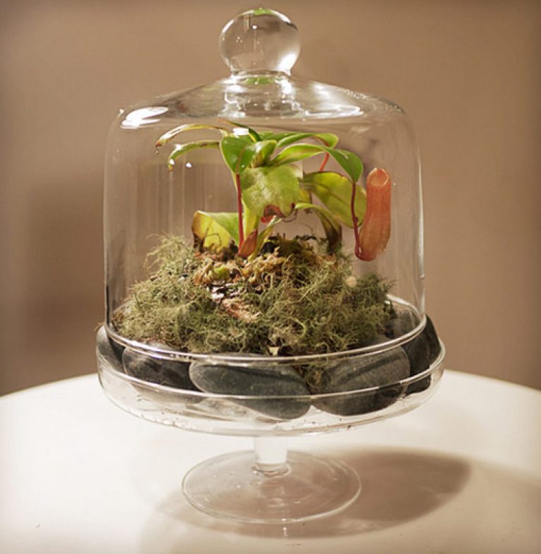 Florarium in a glass container