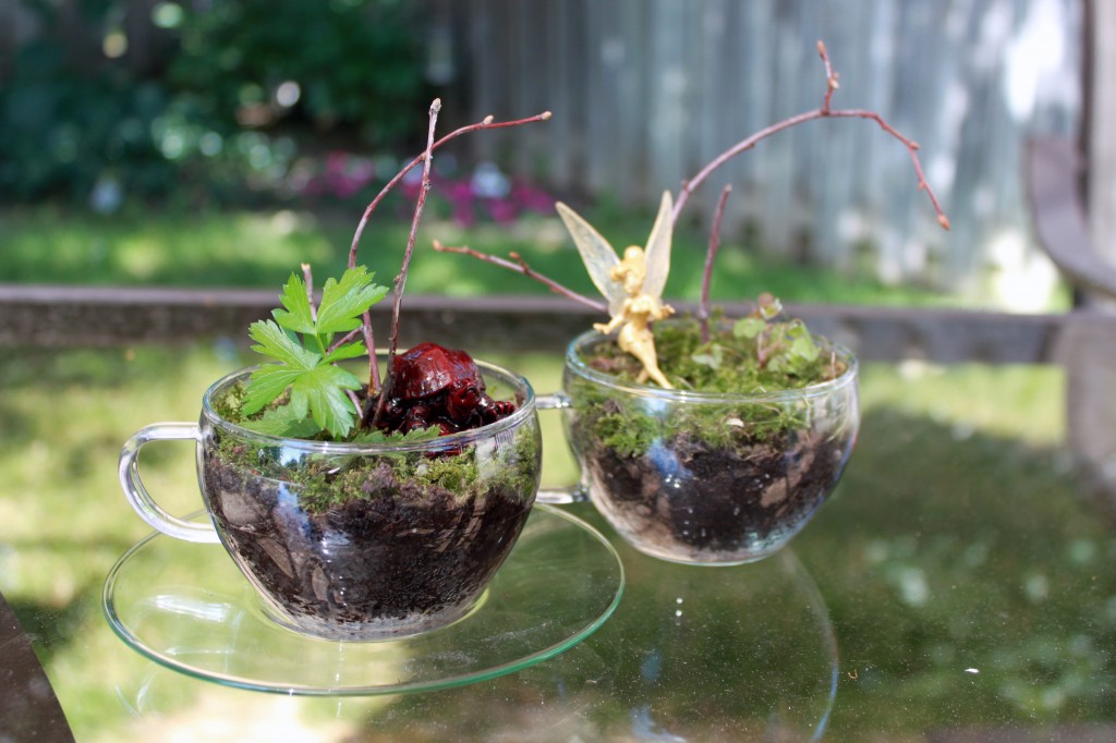 Florarium in an ordinary Cup