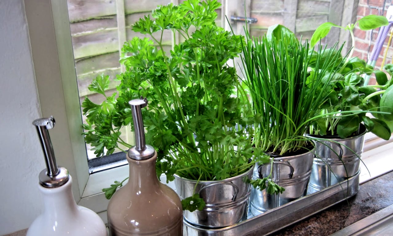 Greenery on the windowsill