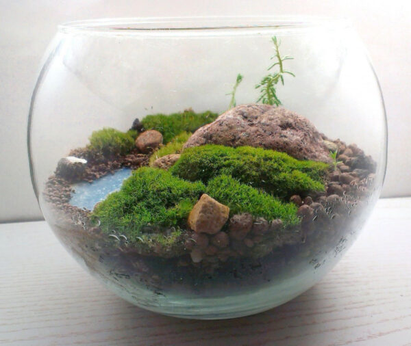 8 ideas of florarium in the interior of the house - Elena Sunshine ...