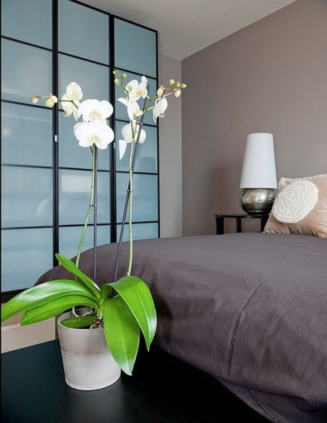 Orchid in the bedroom interior