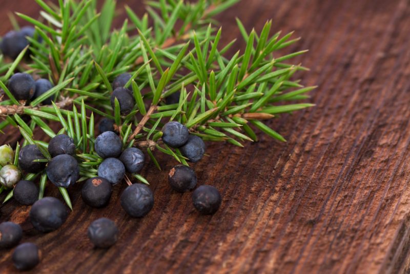 juniper berries