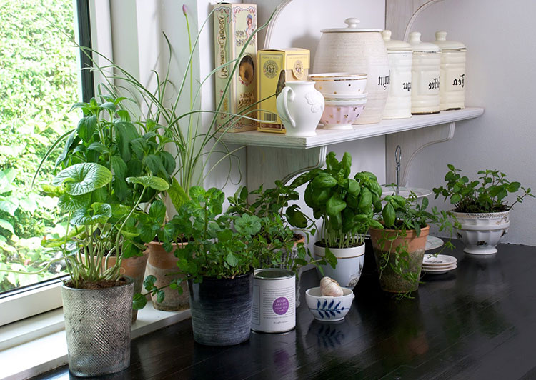 5 tips for decorating your kitchen with plants