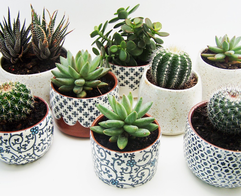Additional life hacks for growing succulents