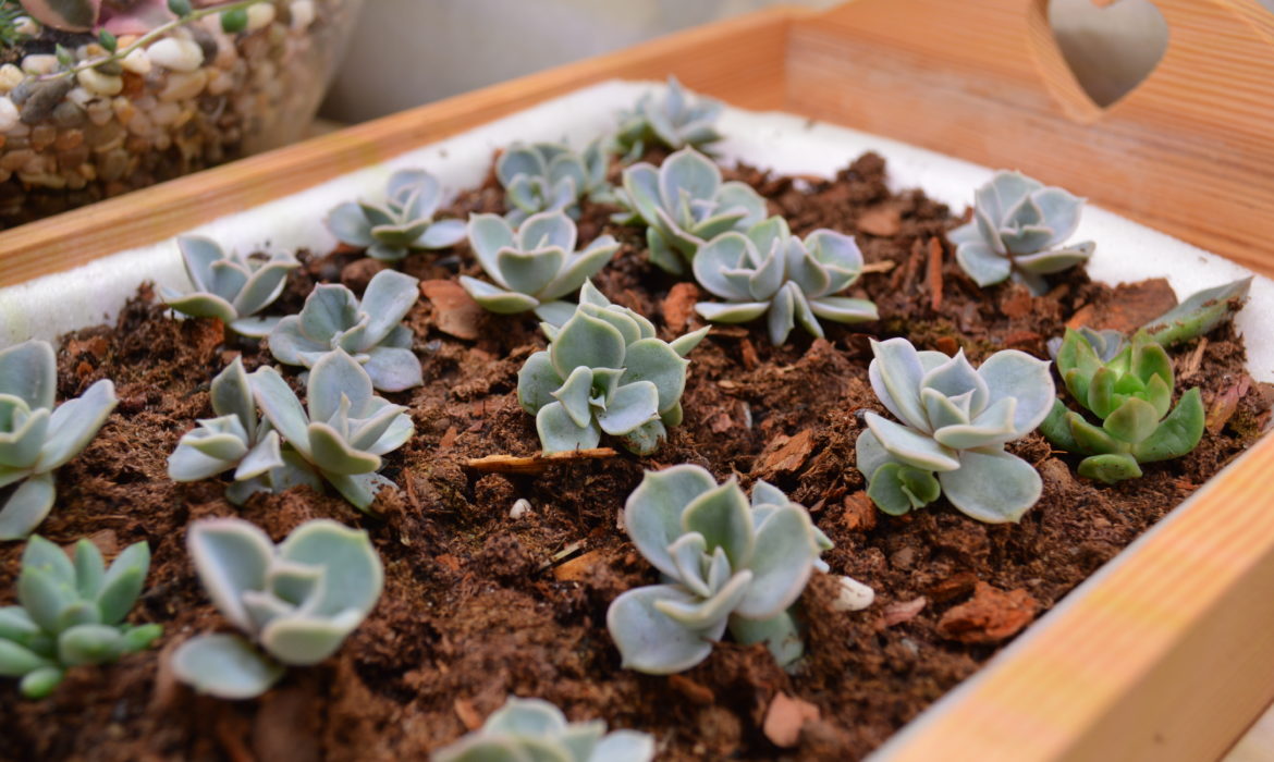 Propagation of succulents in four steps