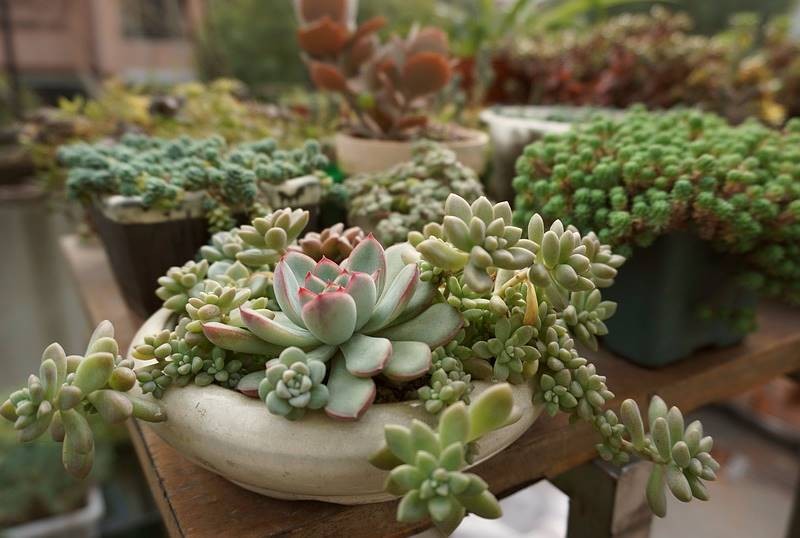 The beauty of growing succulents