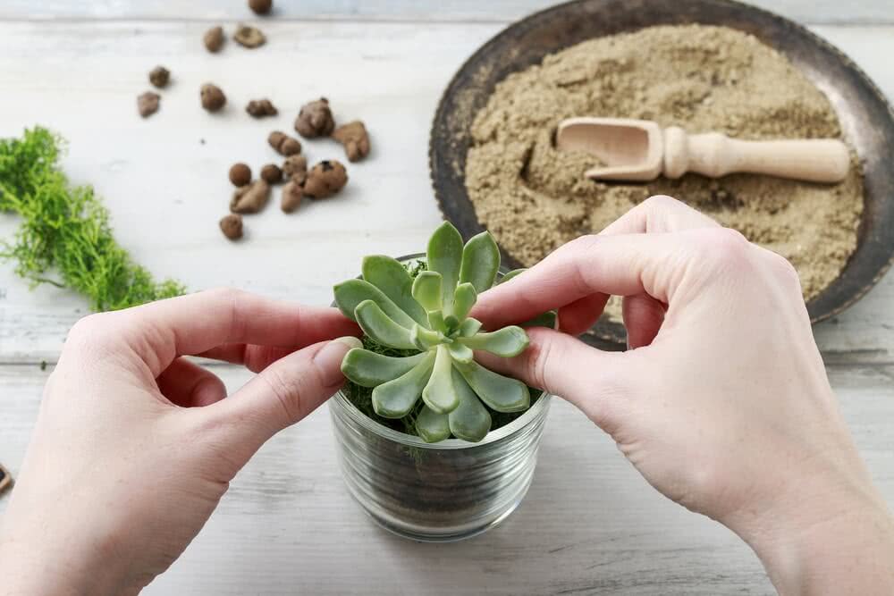 What is the best soil for succulents?