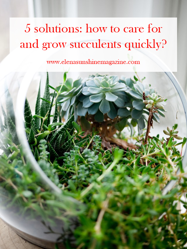 5 solutions: how to care for and grow succulents quickly?