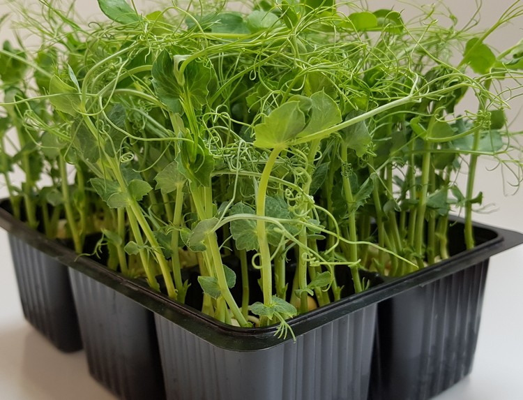 micro-greens