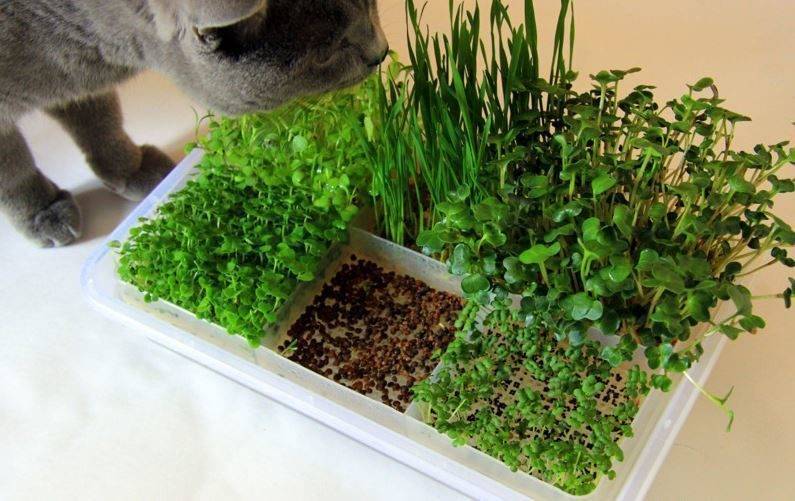 micro-green