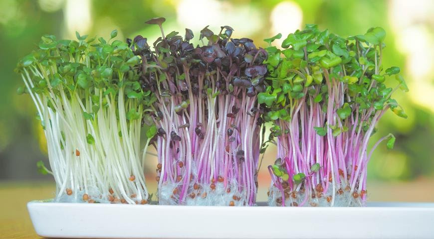 mini-vegetable garden