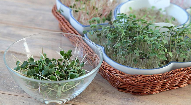 the benefits of microgreens