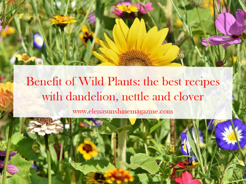 Benefit of Wild Plants: the best recipes with dandelion, nettle and clover