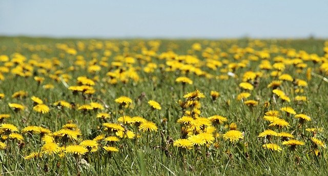 Wild Plants