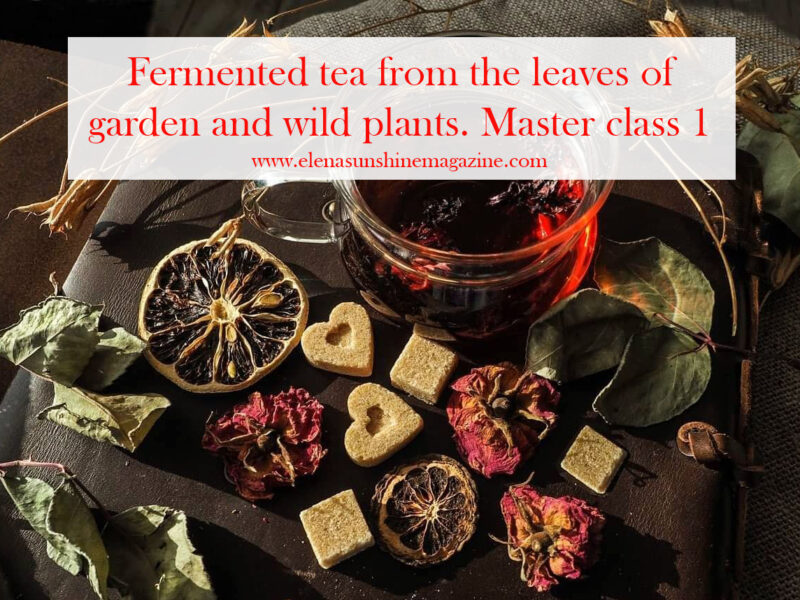 Fermented tea from the leaves of garden and wild plants. Master class 1