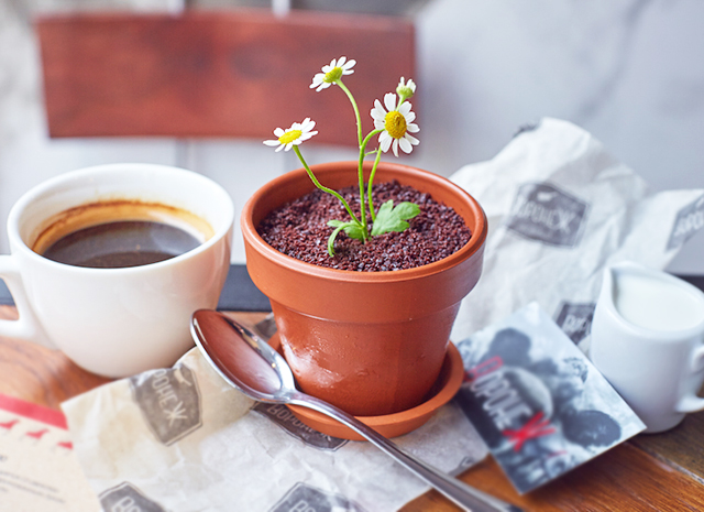 Cold dessert with chamomile