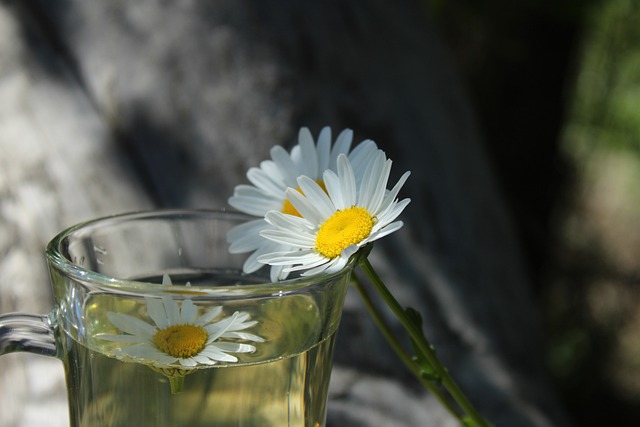 chamomile