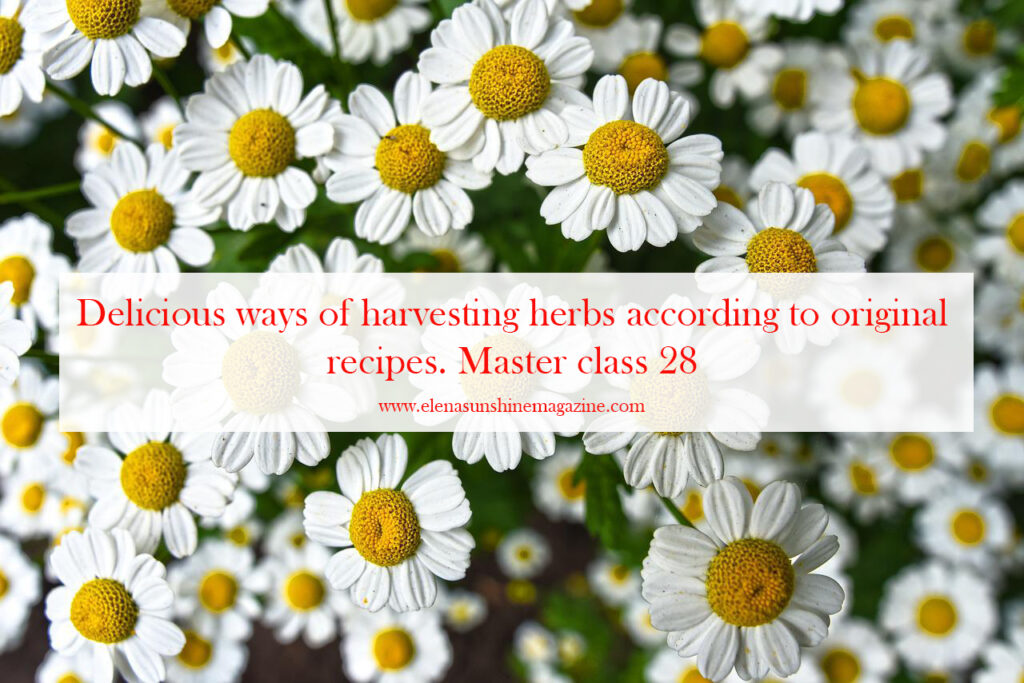 Delicious-ways-of-harvesting-herbs-according-to-original-recipes