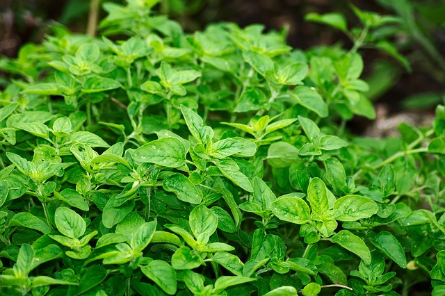 How to dry healthy herbs?