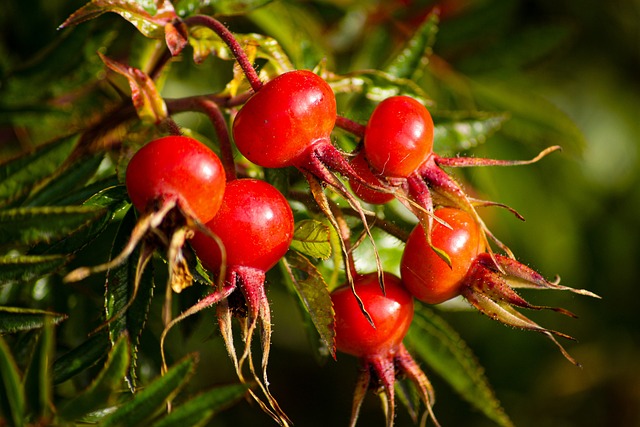 rosehip