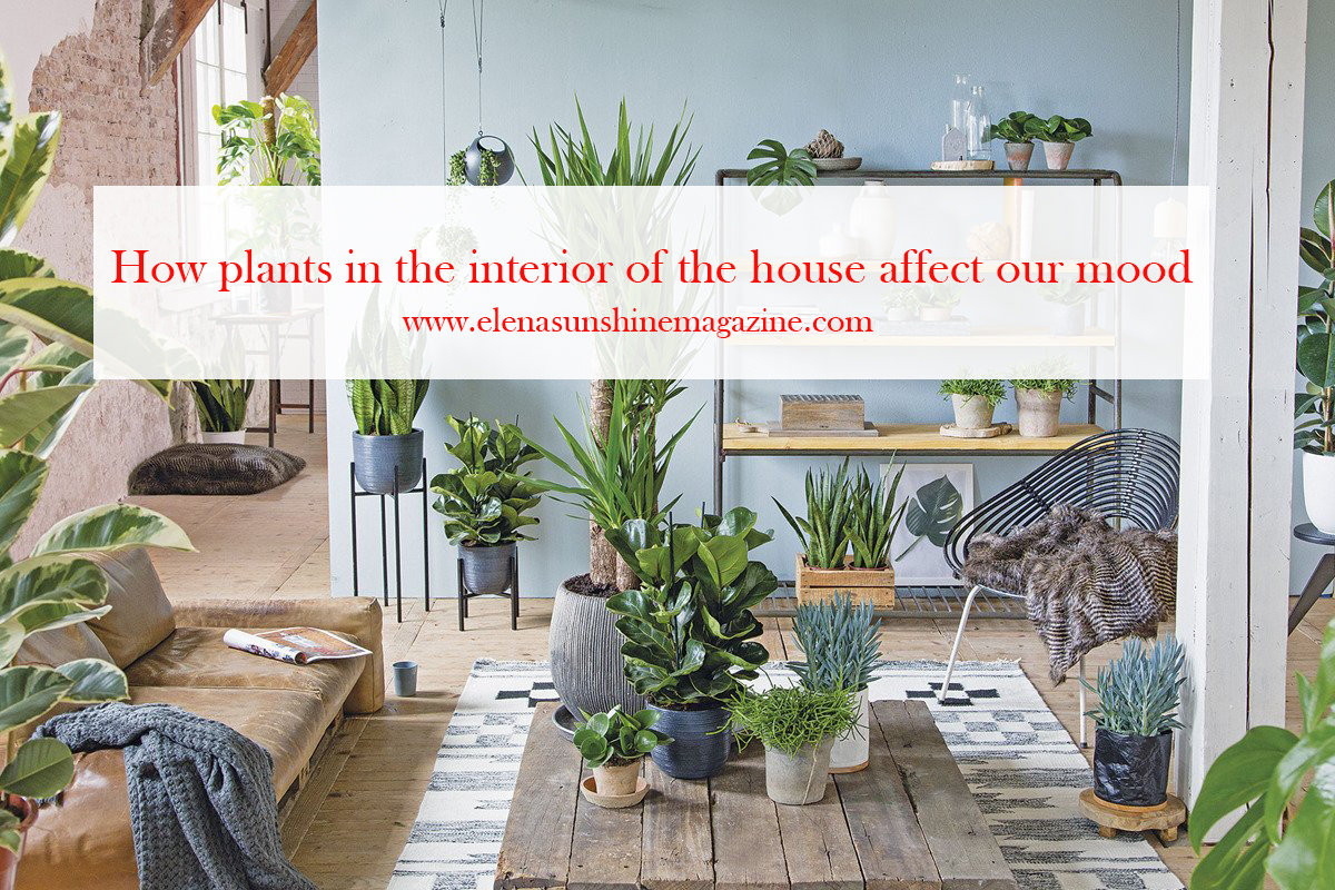 How plants in the interior of the house affect our mood