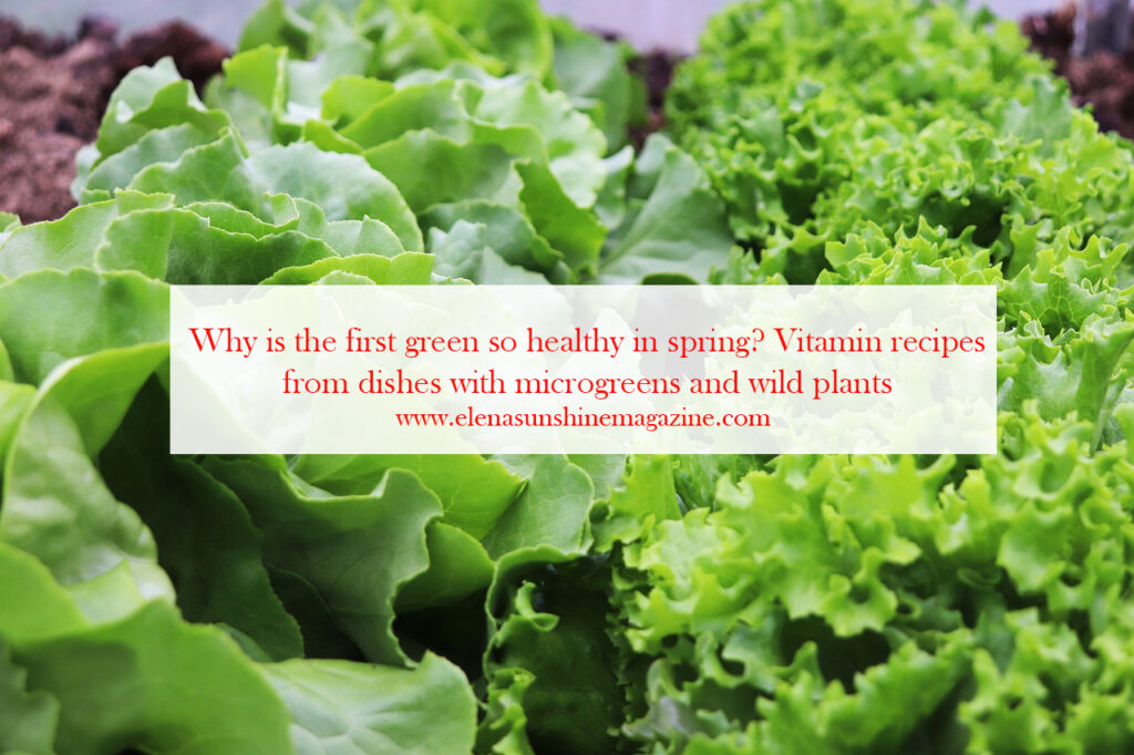 Why is the first green so healthy in spring? Vitamin recipes from dishes with microgreens and wild plants