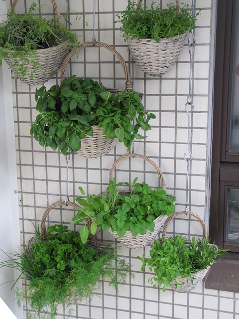 vertical gardening