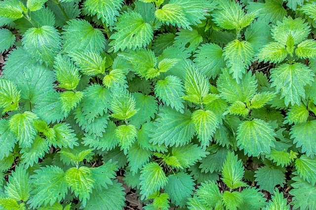 nettle